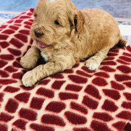 Australian Labradoodle Puppies from Love My Labradoodles