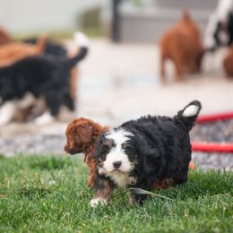 Bernedoodle and Goldendoodle Puppies from Sunnydoodle Utah