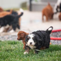 Bernedoodle and Goldendoodle Puppies from Sunnydoodle Utah