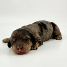 Gretchen Wieners - Dapple female Dachshund puppy in Kuna, Idaho from Gem State Mini Dachshunds