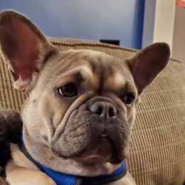 Stella - French Bulldog