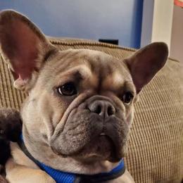 Stella - French Bulldog