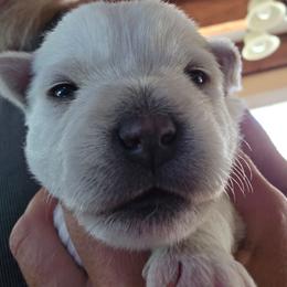 2nd Pick Female - White female West Highland White Terrier puppy in Mayo, Florida from Carrot Tails LLC