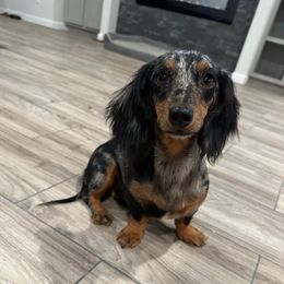 Koda - Dachshund