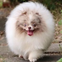 Maple - Pomeranian