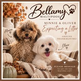 Maltipoo puppies from Bellamy Maltipoos
