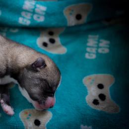 Siberian Husky Puppies from Ivie Huskies