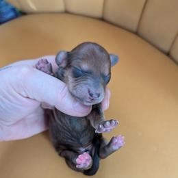 Buster - Chocolate and tan male Dachshund puppy in Barnard, Missouri from KB Doxies