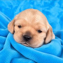 Biscuit - Buff male Cocker Spaniel puppy in Greers Ferry, Arkansas from Lake Area Cuddly Cockers