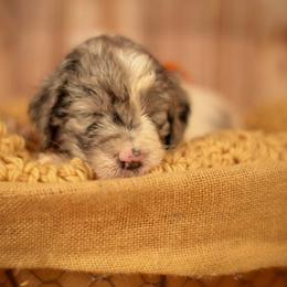 Dozer - male Newfypoo puppy in Lancaster, New York from Newfiedoodles of WNY