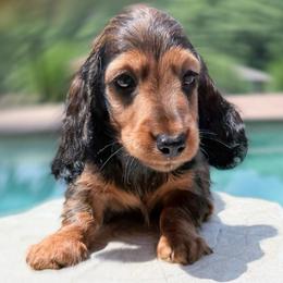 Red Darius European Lines - Red male Dachshund puppy in Richmond, Virginia from Irresistible Dachshunds & Cavaliers