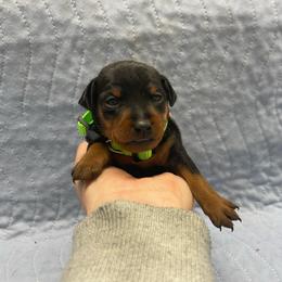 Finley - Black and rust male Miniature Pinscher puppy in Lancaster, Missouri from White Stone Ranch