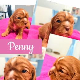 Penne - Chocolate female Cavalier King Charles Spaniel puppy in Spring Hill, Florida from Wonderland Cavaliers