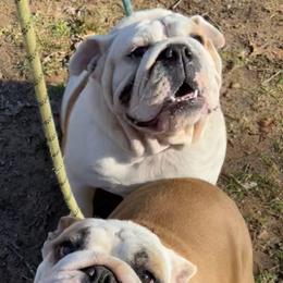 Bulldogs from Ozark Bulldogs