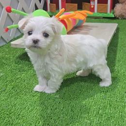 Sonny - White and lemon male Maltese puppy in Aurora, Missouri from KnJ Precious Paws LLC