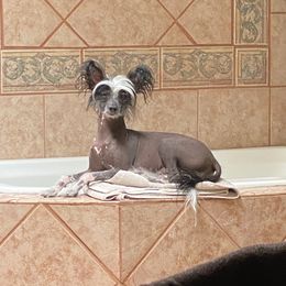 DejaVu - Chinese Crested