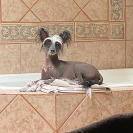 DejaVu - Chinese Crested