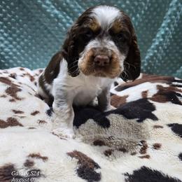 Girl 3 Coconut - Liver white and tan female English Springer Spaniel puppy in Saginaw, Michigan from Kemerer Springers