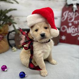 Gus - Cream male Goldendoodle puppy in Lisbon, Ohio from Willow Lane Doodles
