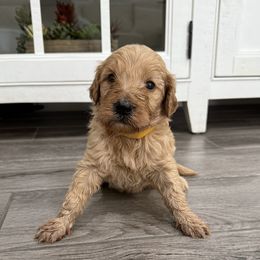 Yellow - Apricot male Goldendoodle puppy in Bakersfield, California from Lavish Doodles