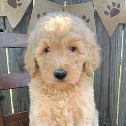 Goldendoodles from Fancy Pants Doodles