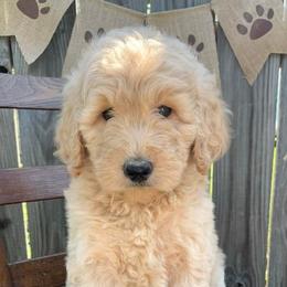 Goldendoodles from Fancy Pants Doodles