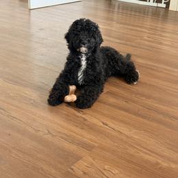 Grey Band - Black and white male Bernedoodle puppy in Denison, Texas from Green Acres Doodles