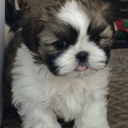 Skelly - Black gold and white male Shih Tzu puppy in Conway, Missouri from Stevens’ Hidden Acres