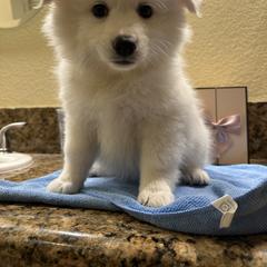 American Eskimo Dog Puppies from Bella's American Eskimos