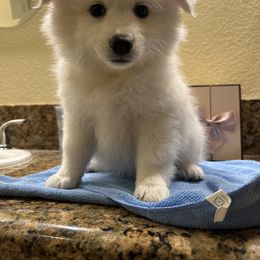 American Eskimo Dog Puppies from Bella's American Eskimos