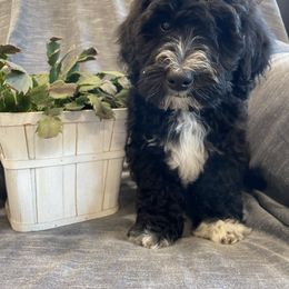 Bernedoodle Puppies from Mountain Springs Farm