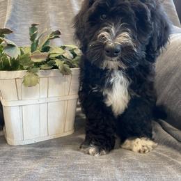 Bernedoodle Puppies from Mountain Springs Farm