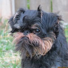 Leeshie - Brussels Griffon