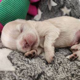Topaz - Cream and white male Shih Tzu puppy in Augusta, Georgia from Floofah la Woofah