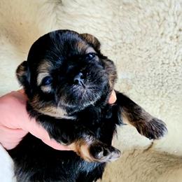 Austin - Sable male Shih Tzu puppy in Center Point, Iowa from Puppies in a Box Shih tzus