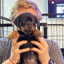 Layla - Black and mahogany female Rottweiler puppy in Partlow, Virginia from Kayara Haus Rottweilers