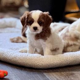 Summer - Blenheim female Cavalier King Charles Spaniel puppy in Macomb, Missouri from Hunter's Puppies