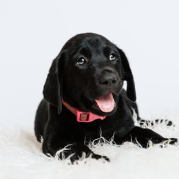 Girl 4 - Black Labrador Retriever puppy in Clayton, North Carolina from Carolina’s Swift Creek Labrador Retrievers