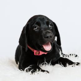 Girl 4 - Black Labrador Retriever puppy in Clayton, North Carolina from Carolina’s Swift Creek Labrador Retrievers