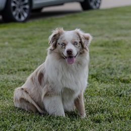 Strata - Miniature Australian Shepherd