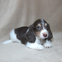 Gunner - Chocolate and tan male Dachshund puppy in Pana, Illinois from Doxie Waggin Tails