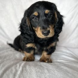 Dachshund Puppies from Breezy Florida Dachshunds