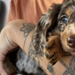 Dachshunds from Saladin Puppies