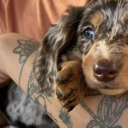 Dachshunds from Saladin Puppies