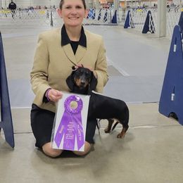 Dachshund All Grown Up from Woodshafen