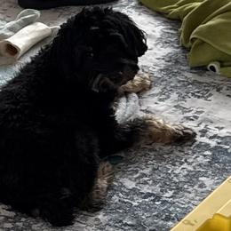 Aussiedoodles and Bernedoodles from Sleepy Hollow Mountain Doodles