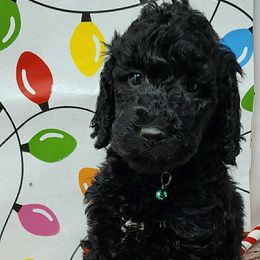 Teal Collar Female - Poodle puppy in Selinsgrove, Pennsylvania from Poodle Paws and Puppies