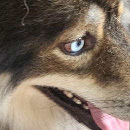 Whiskey  - Siberian Husky