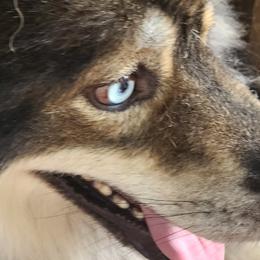 Whiskey  - Siberian Husky
