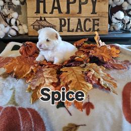 Spice - White and tan female Maltese puppy in Terrell, Texas from PBJ Farms
